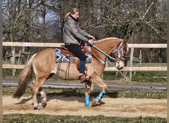 Haflinger, Gelding, 4 years, 14,3 hh, Chestnut-Red