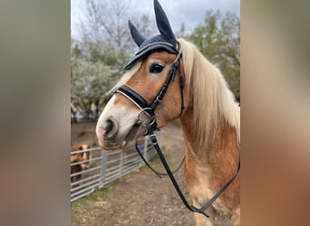 Haflinger, Gelding, 4 years, 14.3 hh
