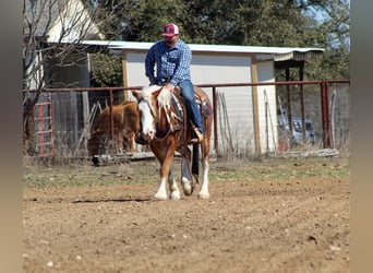 Haflinger, Gelding, 4 years, 14 hh, Sorrel