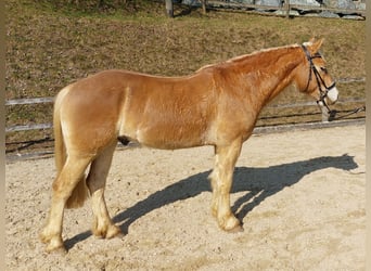 Haflinger, Gelding, 4 years, 14,1 hh, Chestnut-Red
