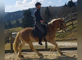 Haflinger, Gelding, 4 years, 14,1 hh, Chestnut-Red