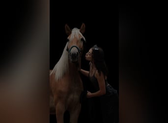 Haflinger, Gelding, 4 years, 14,1 hh, Chestnut-Red