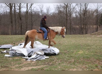 Haflinger, Gelding, 4 years, 14,1 hh, Chestnut