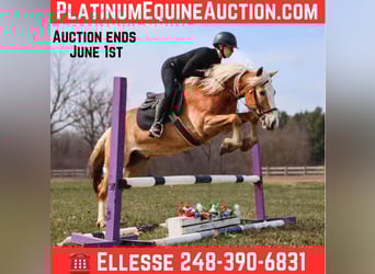 Haflinger, Gelding, 4 years, 14,1 hh, Chestnut