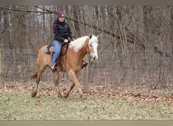 Haflinger, Gelding, 4 years, 14,1 hh, Chestnut