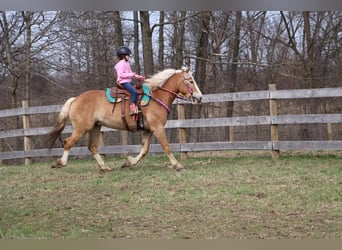 Haflinger, Gelding, 4 years, 14,1 hh, Chestnut