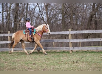 Haflinger, Gelding, 4 years, 14,1 hh, Chestnut