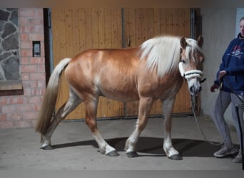 Haflinger, Gelding, 4 years, 14,1 hh