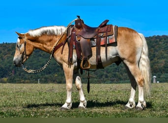 Haflinger, Gelding, 4 years, 14,1 hh