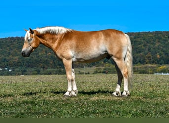Haflinger, Gelding, 4 years, 14,1 hh
