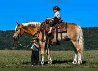 Haflinger, Gelding, 4 years, 14,1 hh