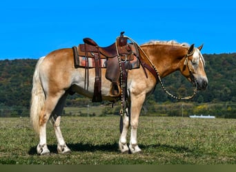 Haflinger, Gelding, 4 years, 14,1 hh