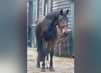 Haflinger Mix, Gelding, 4 years, 14,2 hh, Bay-Dark