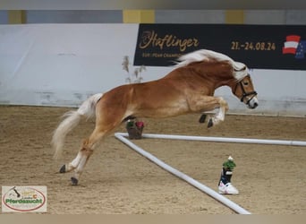 Haflinger, Gelding, 4 years, 14,2 hh, Chestnut-Red