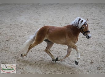 Haflinger, Gelding, 4 years, 14,2 hh, Chestnut-Red