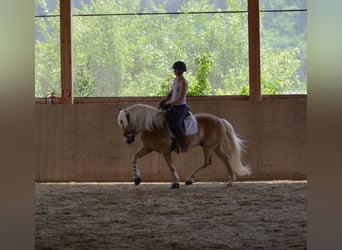 Haflinger, Gelding, 4 years, 14,2 hh, Chestnut-Red