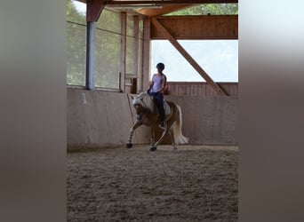 Haflinger, Gelding, 4 years, 14,2 hh, Chestnut-Red