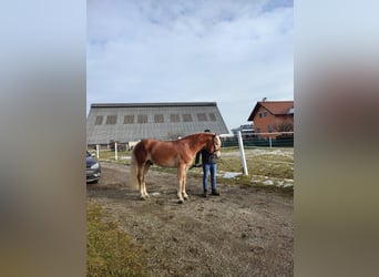 Haflinger, Gelding, 4 years, 14,2 hh, Chestnut-Red