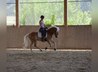 Haflinger, Gelding, 4 years, 14,2 hh, Chestnut-Red
