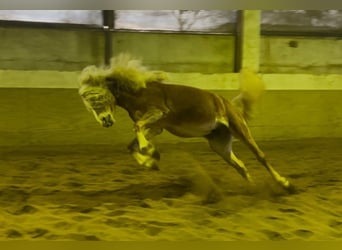 Haflinger, Gelding, 4 years, 14,2 hh, Chestnut-Red