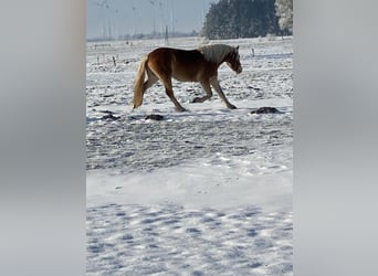Haflinger, Gelding, 4 years, 14,2 hh, Chestnut-Red