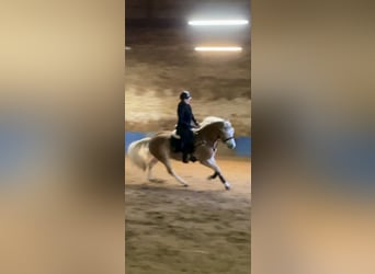 Haflinger, Gelding, 4 years, 15.1 hh, Chestnut-Red