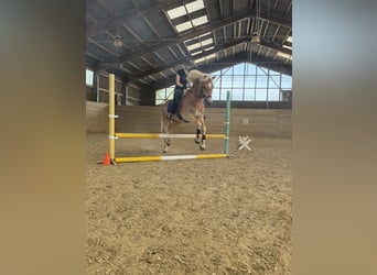Haflinger, Gelding, 4 years, 15.1 hh, Chestnut-Red