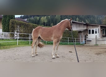 Haflinger Mix, Gelding, 4 years, 15.1 hh, Chestnut-Red