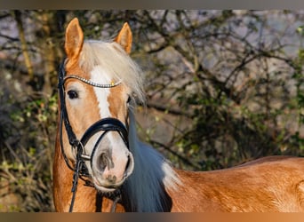 Haflinger, Gelding, 4 years, 15.1 hh, Chestnut-Red