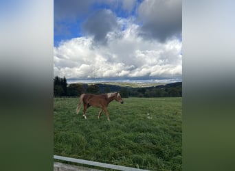 Haflinger Mix, Gelding, 4 years, 15.1 hh, Chestnut-Red