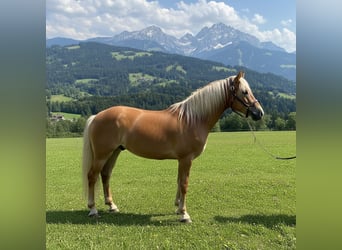 Haflinger, Gelding, 4 years, 15.1 hh, Chestnut-Red