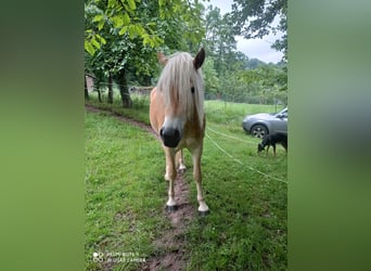 Haflinger, Gelding, 4 years, 15.2 hh, Chestnut-Red