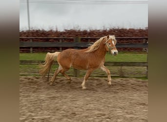 Haflinger, Gelding, 4 years, 15.2 hh, Chestnut-Red