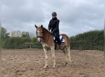 Haflinger, Gelding, 4 years, 15 hh