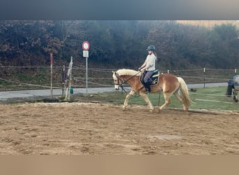 Haflinger, Gelding, 4 years, 15 hh, Sorrel
