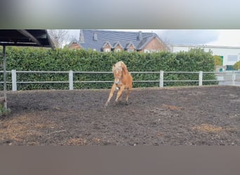 Haflinger, Gelding, 4 years, 15,1 hh, Chestnut-Red
