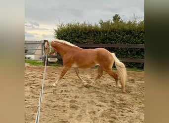 Haflinger, Gelding, 4 years, 15,2 hh, Chestnut-Red