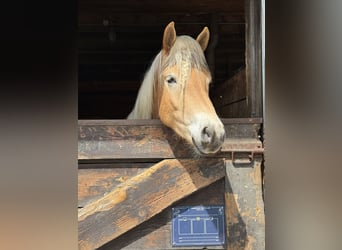 Haflinger, Gelding, 4 years, 15,2 hh, Chestnut-Red