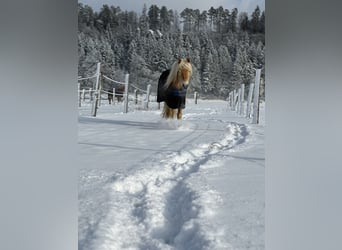 Haflinger, Gelding, 4 years, 15,2 hh, Chestnut-Red