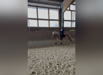 Haflinger, Gelding, 4 years, 15,2 hh, Chestnut-Red