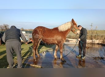 Haflinger, Gelding, 4 years, 16 hh, Chestnut-Red