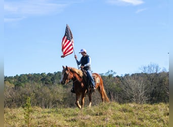 Haflinger, Gelding, 4 years, Chestnut