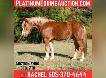 Haflinger, Gelding, 4 years, Chestnut