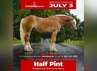 Haflinger, Gelding, 4 years