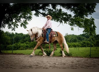 Haflinger, Gelding, 4 years