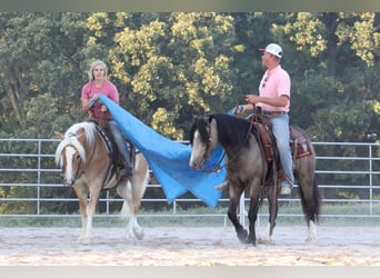 Haflinger, Gelding, 5 years, 13.3 hh, Sorrel