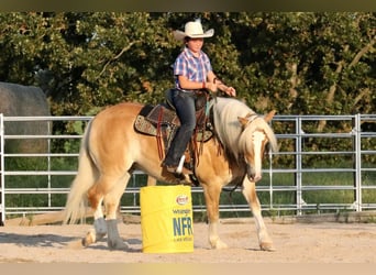 Haflinger, Gelding, 5 years, 13.3 hh, Sorrel