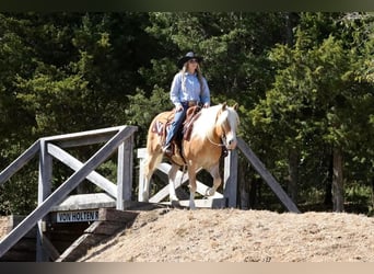 Haflinger, Gelding, 5 years, 13.3 hh, Sorrel