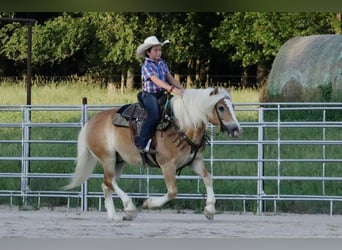Haflinger, Gelding, 5 years, 13.3 hh, Sorrel