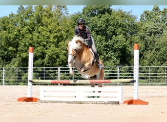 Haflinger, Gelding, 5 years, 13.3 hh, Sorrel